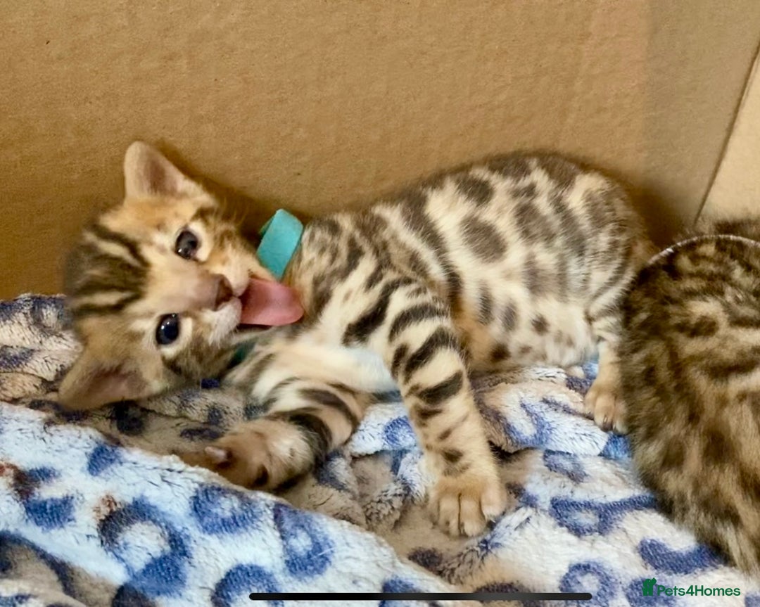 Bengal cats for sale: ⭐️ 1 LEFT!! - STUNNING TICA REG BENGAL CUBS ⭐️ - Image 30
