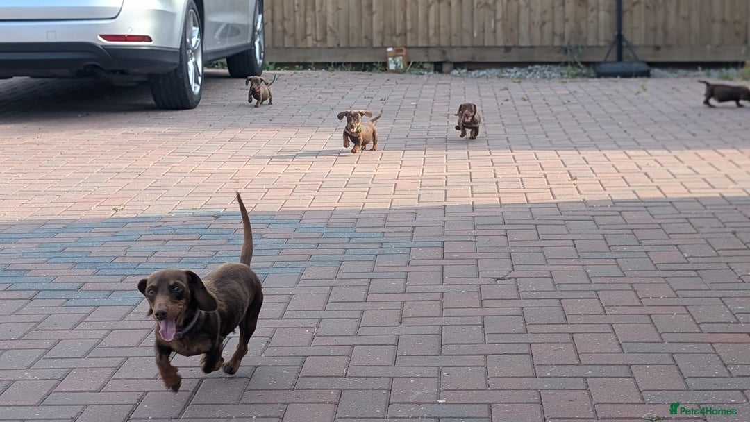 Dachshund dogs for sale: Dachshund puppies - Image 5
