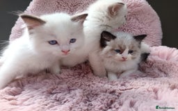 Ragdoll cats for sale: ***Ready Now Ragdoll Boys Ready For New Homes. - Image 14