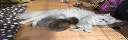 Persian cats for sale: Stunning Persian chinchilla kittens  - Advert 28