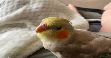 Cockatiels birds - Advert 1