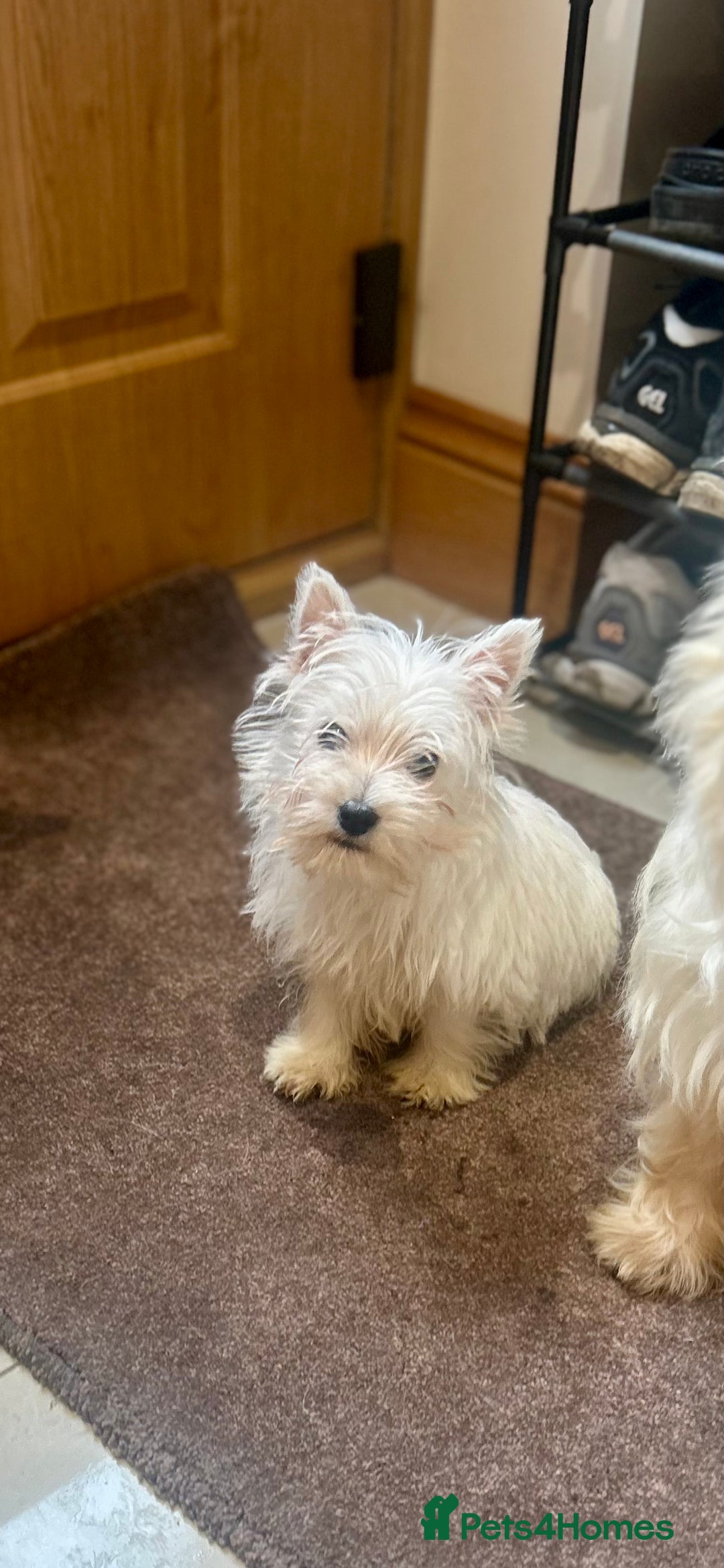 West Highland Terrier dogs for sale: 🐾💙Very Handsome Westie Boy Ready Now 💙🐾 - Advert 31