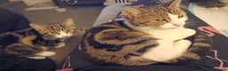 Mixed Breed cats for sale: Two Adorable Kittens Looking for Home!  - Advert 2