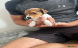 Jack Russell dogs for sale: 4 beautiful healthy jack Russel puppies  - Image 12