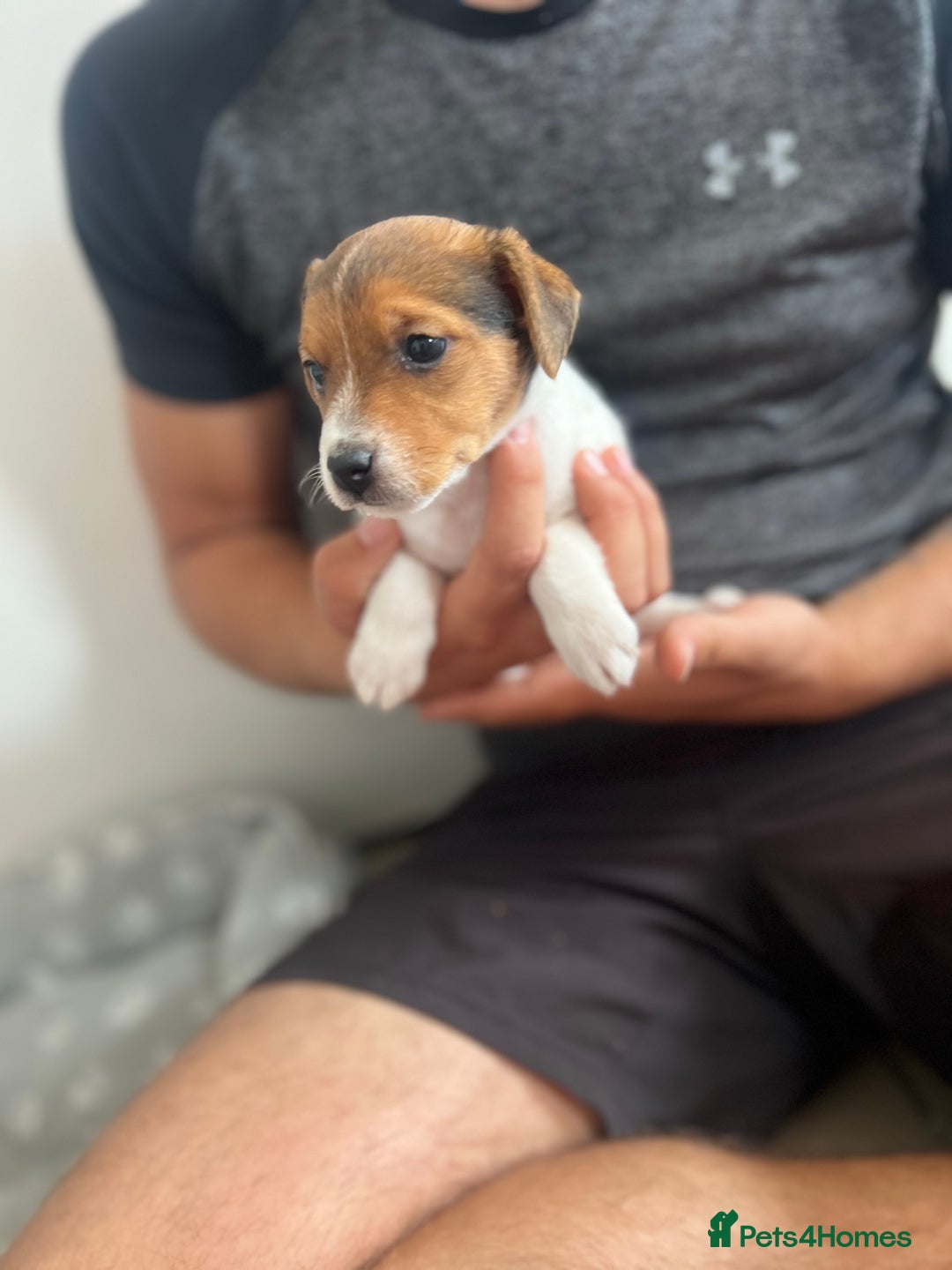 Jack Russell dogs for sale: 4 beautiful healthy jack Russel puppies  - Image 12