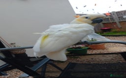 Cockatoo birds for sale: Citreon  crested cockatoo  - Image 1