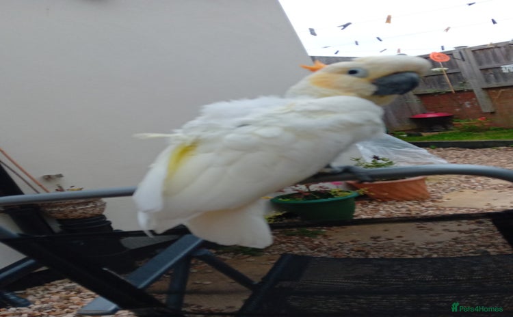 Cockatoo birds - Advert 1