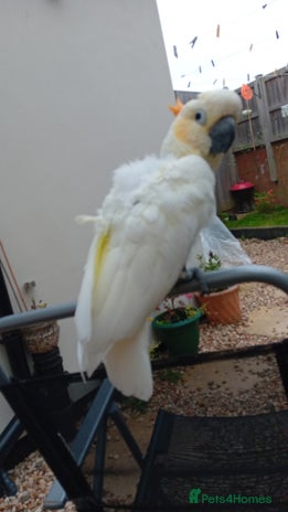 Cockatoo birds - Advert 5