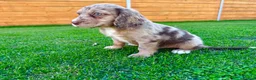 Cockapoo dogs for sale: Cockapoo Babies 🐾🐾🐾 - Advert 15