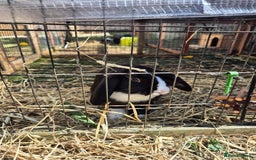 English Lop rabbits for sale: Female rabbit - Image 2