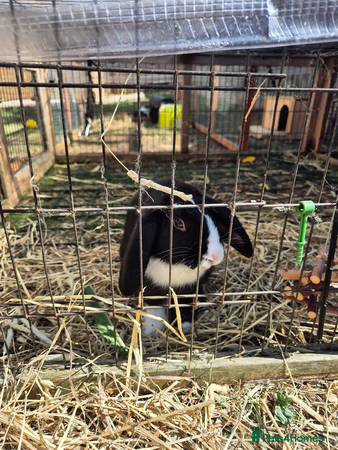 English Lop rabbits for sale: Female rabbit - Image 2