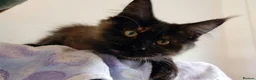 Maine Coon cats for sale: LAST GIRL! Stunning Tortie Maine Coon Kitten - Advert 6