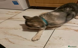 Siberian Husky dogs for sale: Dwarf Siberian husky male  - Advert 5
