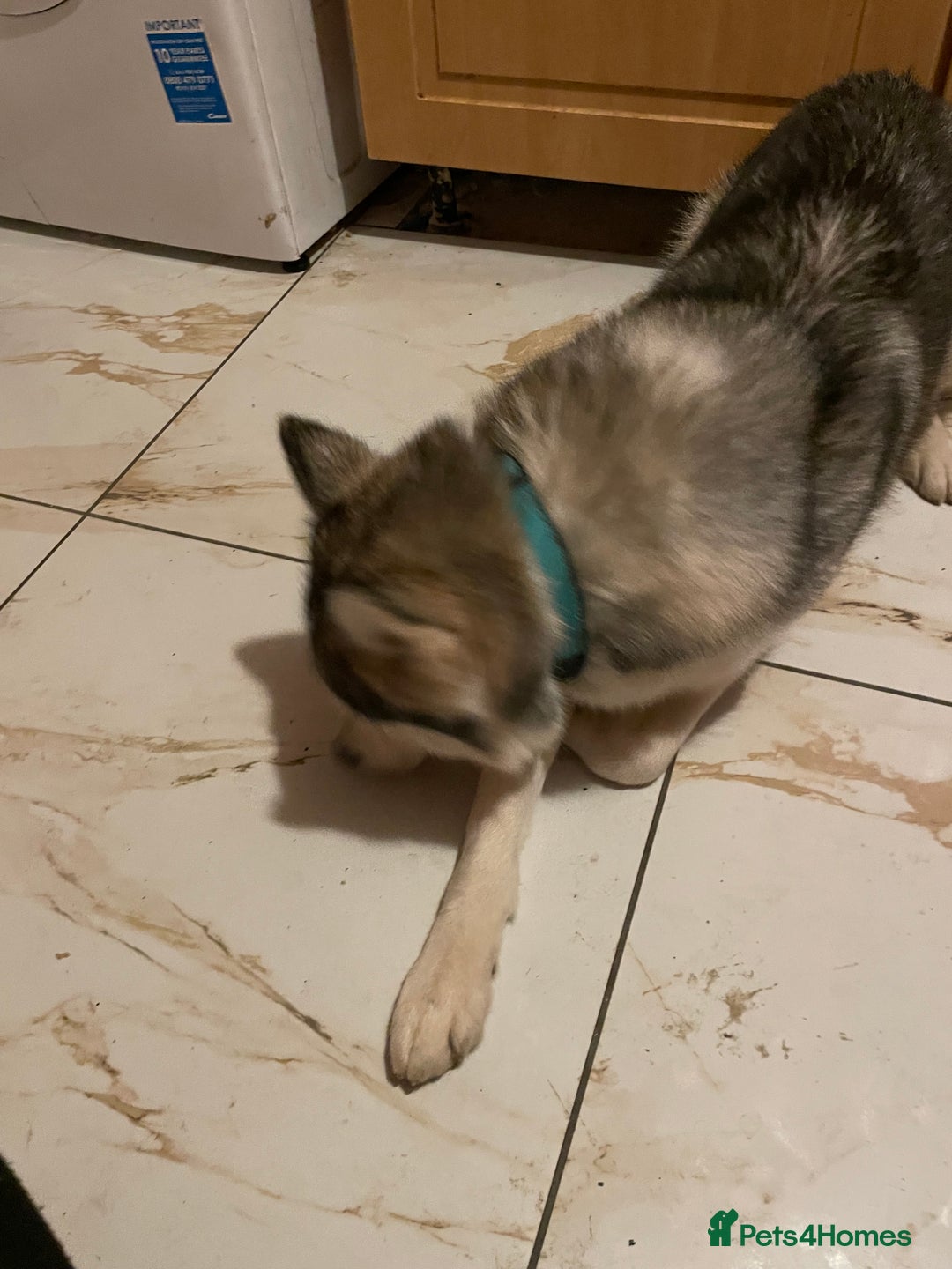 Siberian Husky dogs for sale: Dwarf Siberian husky male  - Advert 5