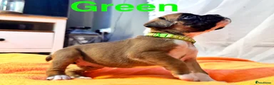  Green Puppy 4
