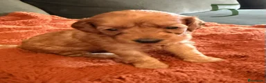 Cockapoo 5