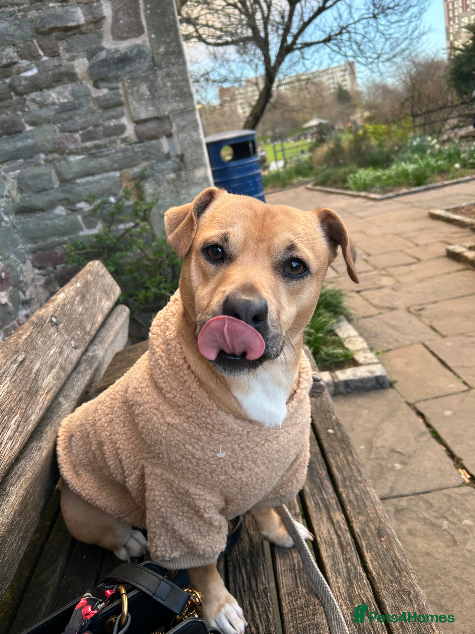 Mixed Breed dogs dog for sale  - Advert 1