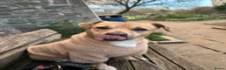 Mixed Breed dogs for sale: dog for sale  - Advert 1