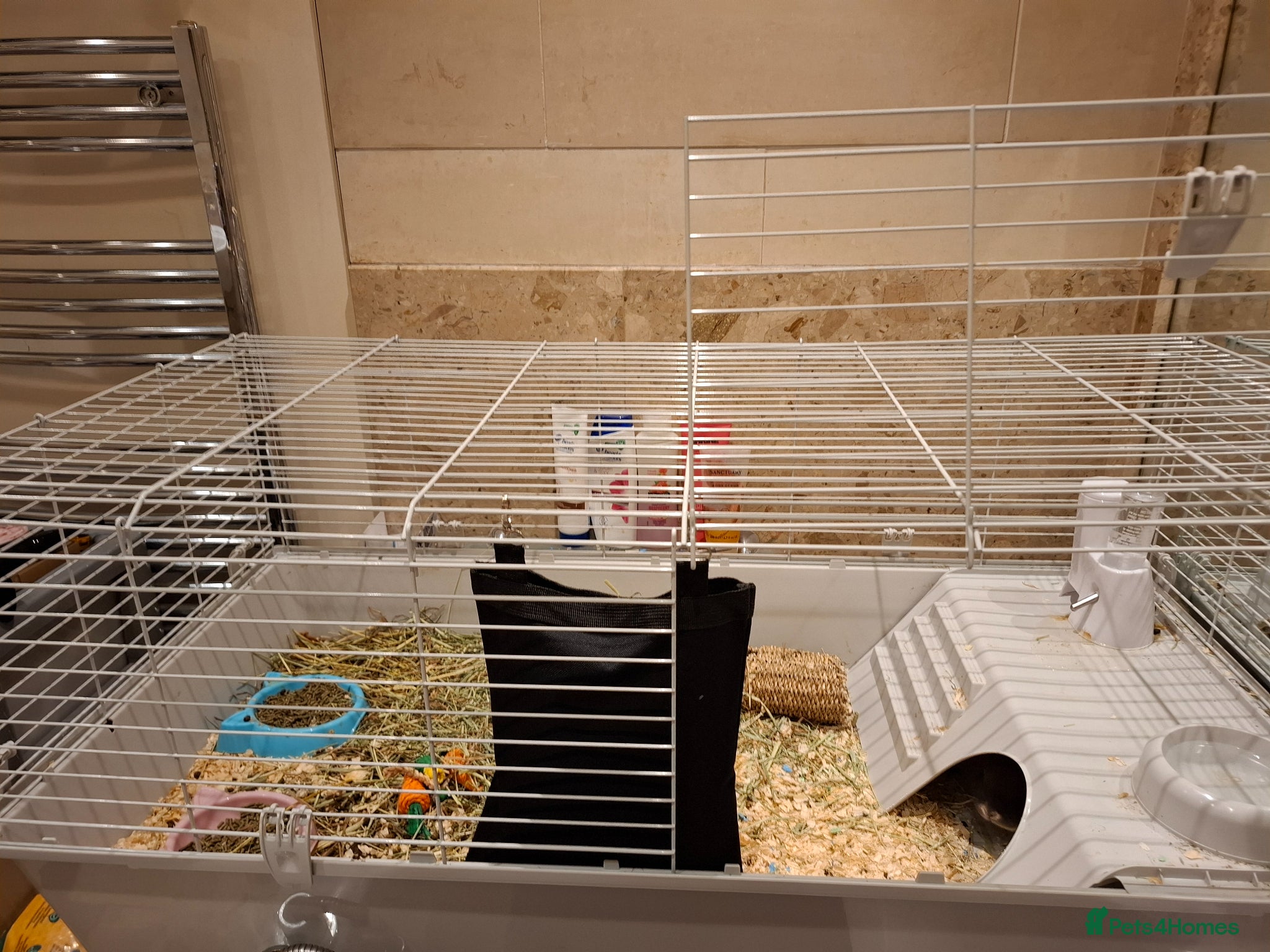 Dwarf Lop rabbits for sale: 3 Male Dwarf Rabbits (+Optional Cage Setup) in Ashton-under-Lyne - Advert 12