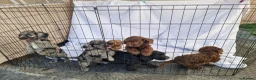 Cockapoo dogs for sale: Cockerpoo pups  - Advert 15