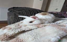 Mini Lion Lop rabbits for sale: Lion/lop bunnies  - Image 12