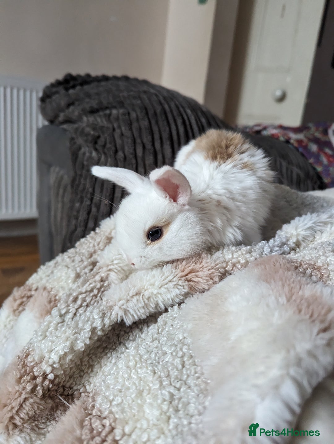 Mini Lion Lop rabbits for sale: Lion/lop bunnies  - Image 12