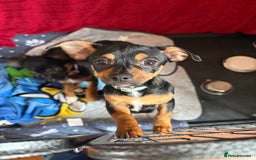 Mixed Breed dogs for sale: Jack Chi (named Loki)  - Advert 4