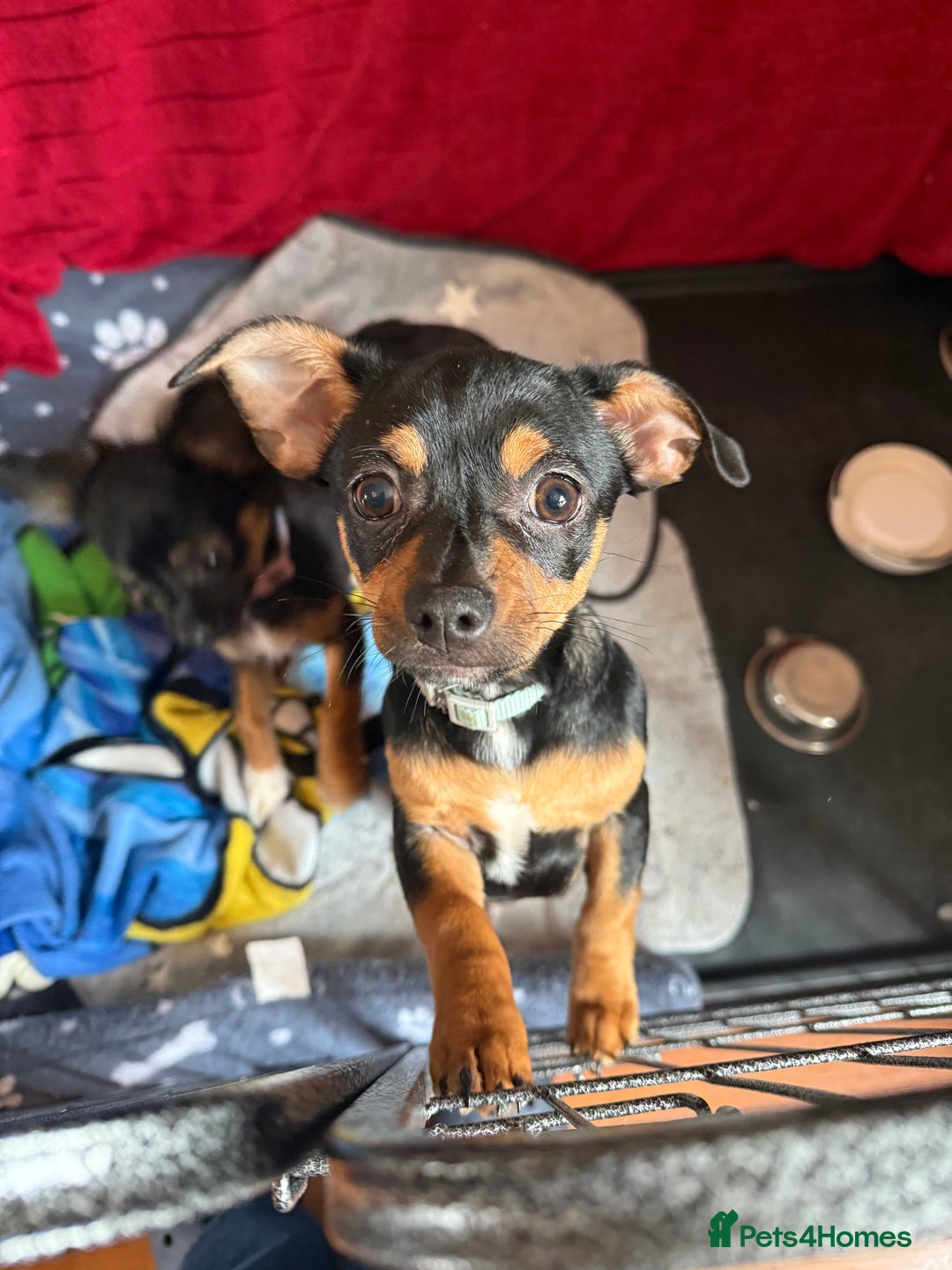 Mixed Breed dogs for sale: Jack Chi (named Loki)  - Advert 4