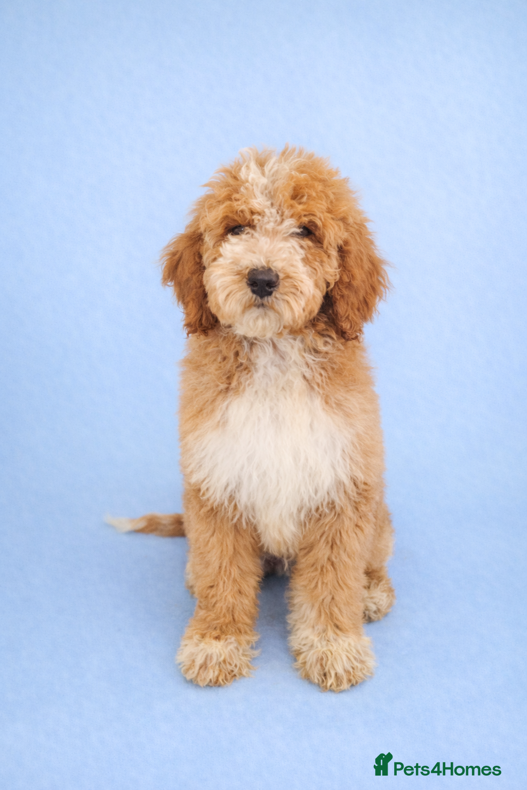 Standard Poodle dogs REDUCED PRICE Fully vaccinated Standard Poodles - Advert 8