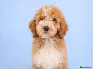 Standard Poodle dogs REDUCED PRICE Fully vaccinated Standard Poodles - Advert 8