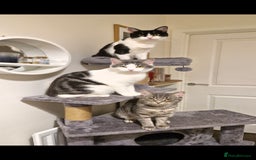 Mixed Breed cats for sale: 2 Beautiful Grey Tabby Kittens - Image 5