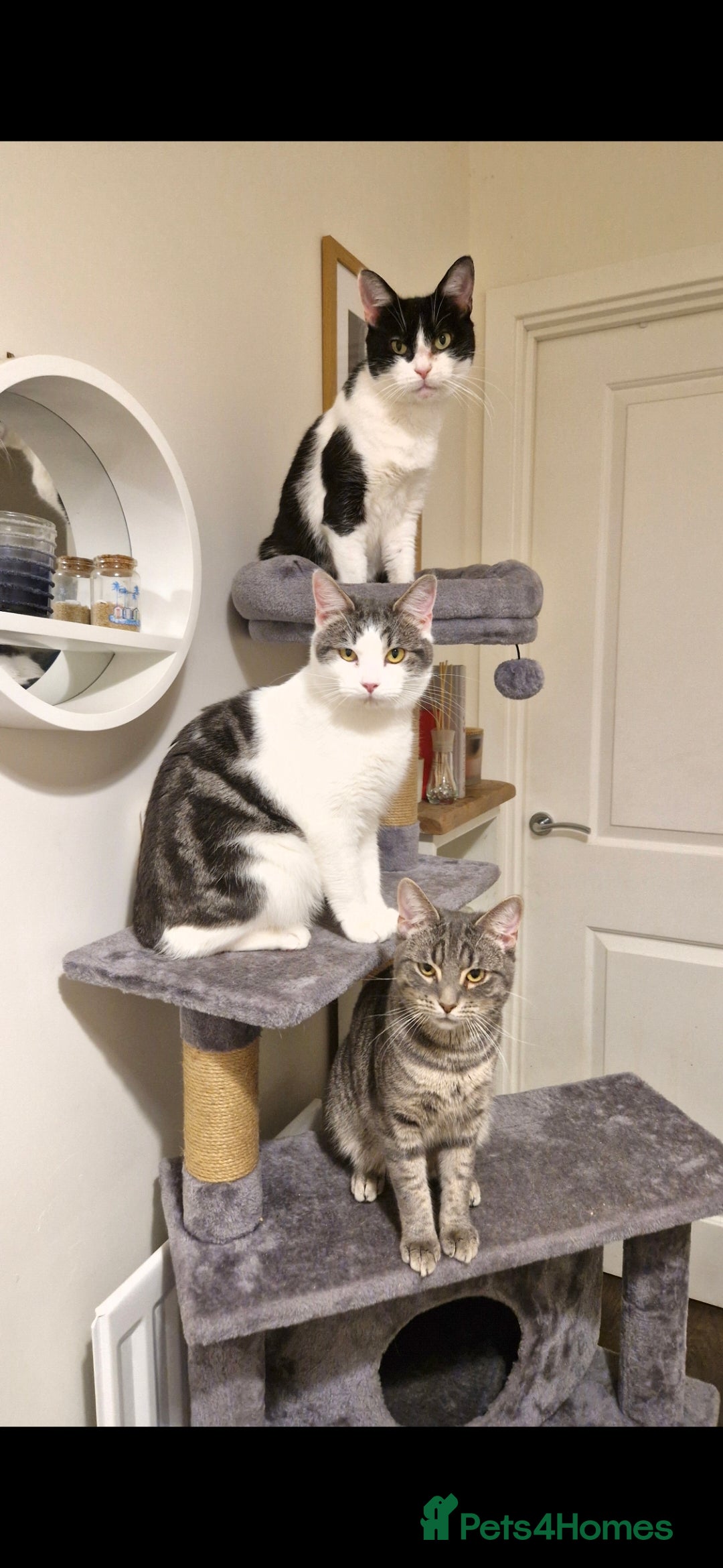 Mixed Breed cats for sale: 2 Beautiful Grey Tabby Kittens - Image 5