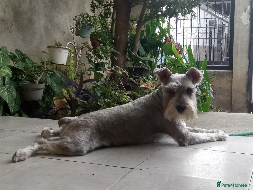 Schnauzer dogs for sale: TEST ADVERT, DO NOT ENGAGE - Advert 1