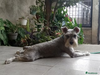 Schnauzer dogs TEST ADVERT, DO NOT ENGAGE - Advert 9