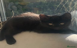 Domestic Shorthair cats for sale: Four fluffy kittens  - Image 1