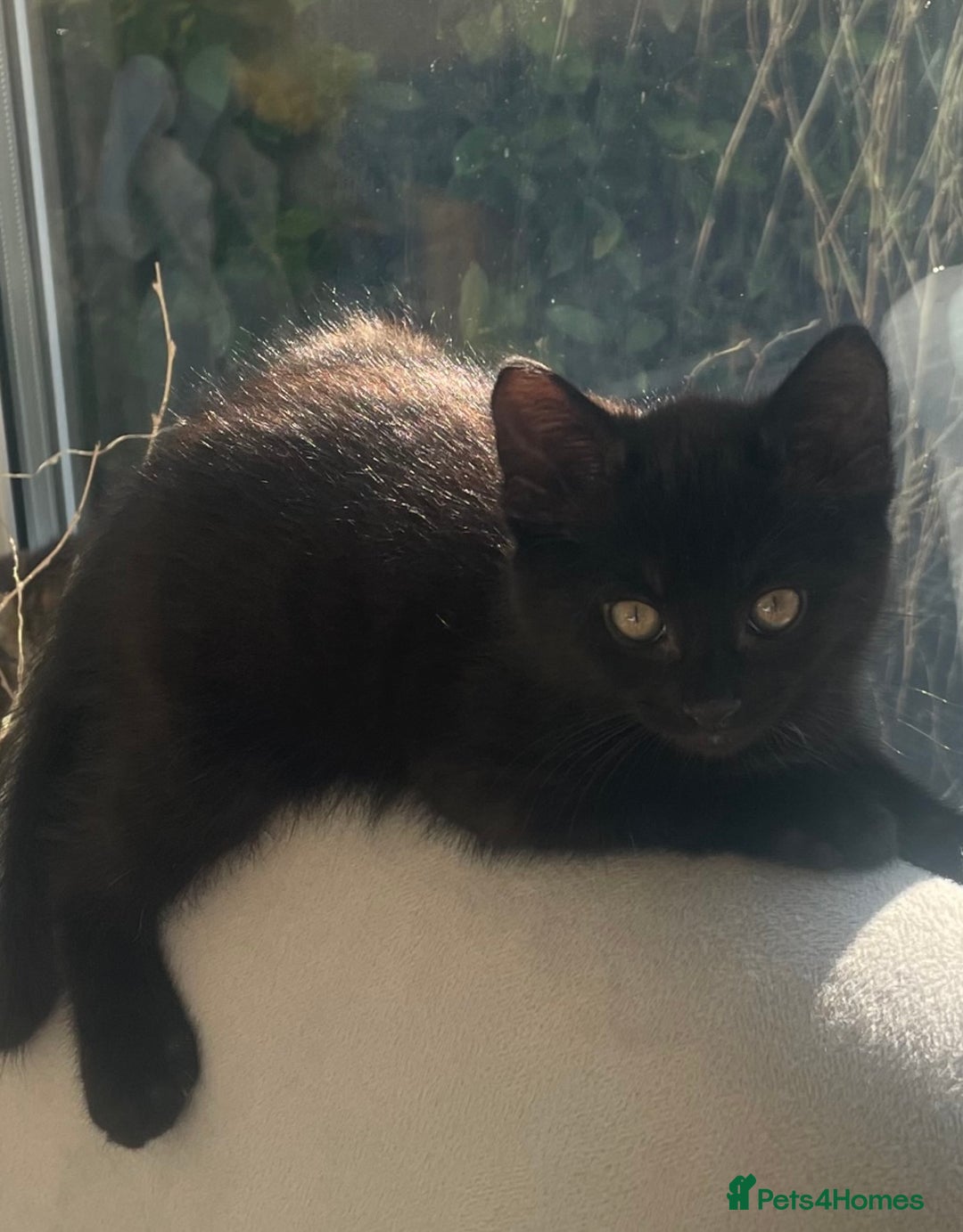 Domestic Shorthair cats for sale: Four fluffy kittens  - Image 1