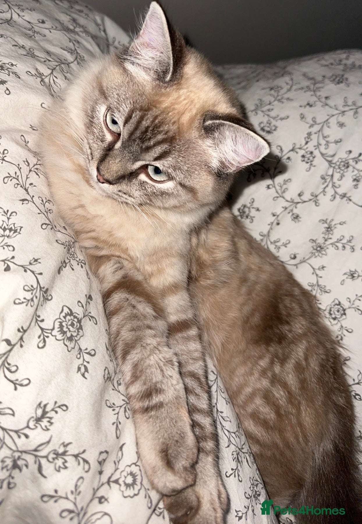 Mixed Breed cats for sale: Ragdoll mix male cat  - Advert 3