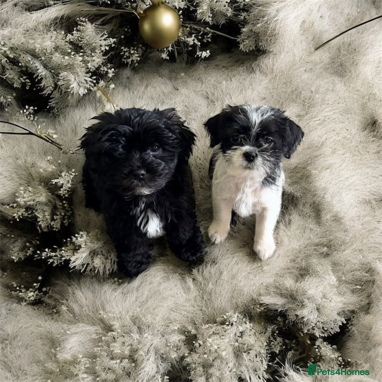 Zuchon dogs Shihzu x Bichion x Westie - Advert 1