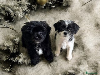 Zuchon dogs Shihzu x Bichion x Westie - Advert 1