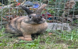 Harlequin rabbits for sale: Lovely male harlequin rabbit  - Image 2