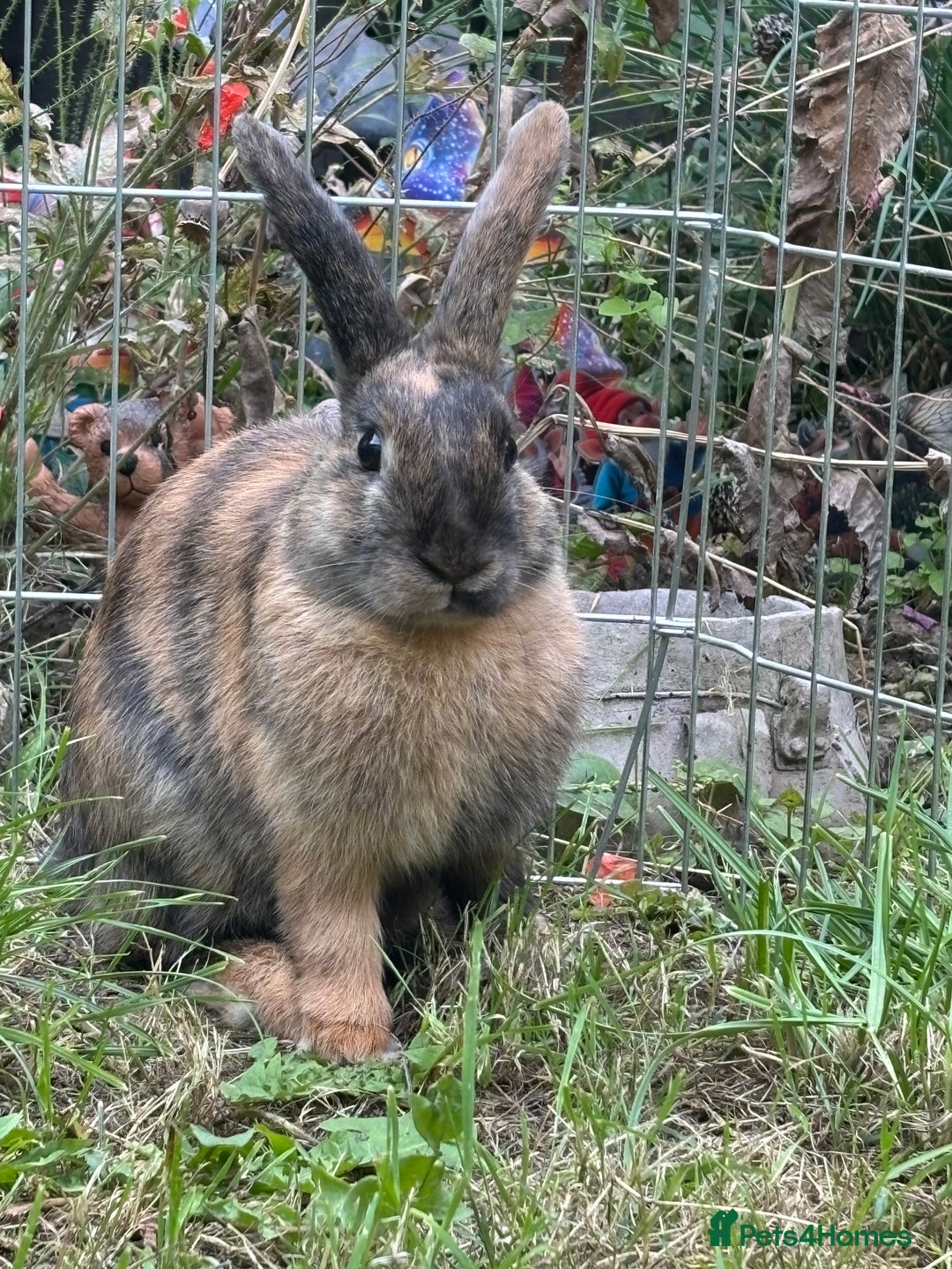 Harlequin rabbits for sale: Lovely male harlequin rabbit  - Image 2