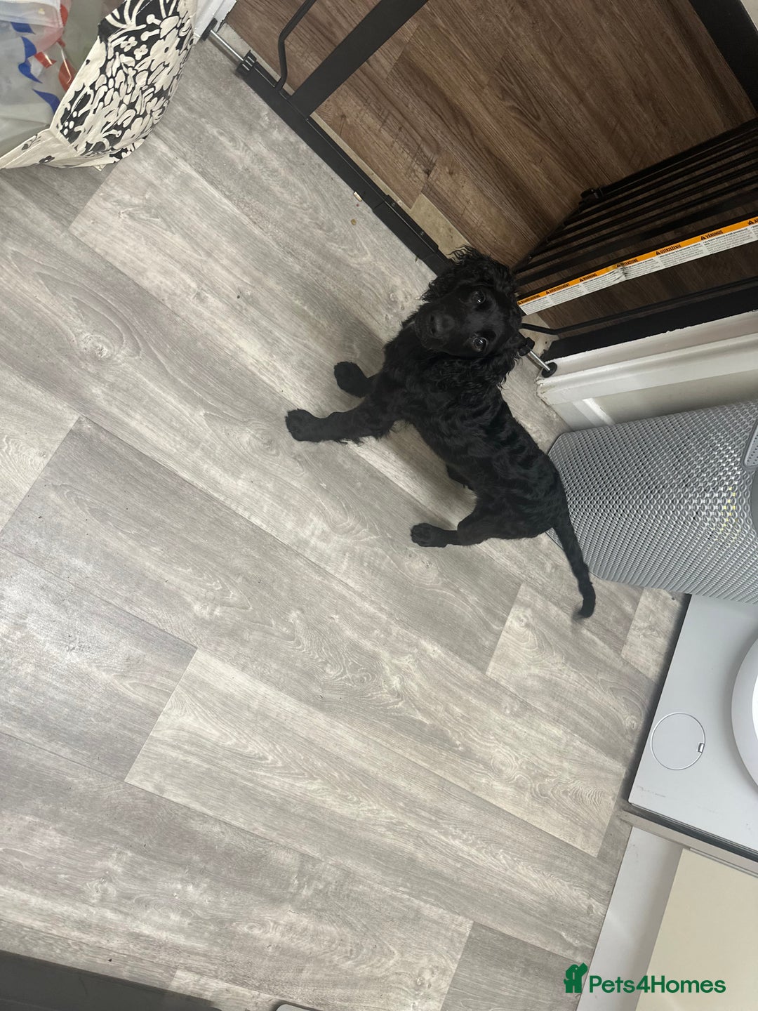 Cocker Spaniel dogs for sale: Male cocker spaniel  - Image 2