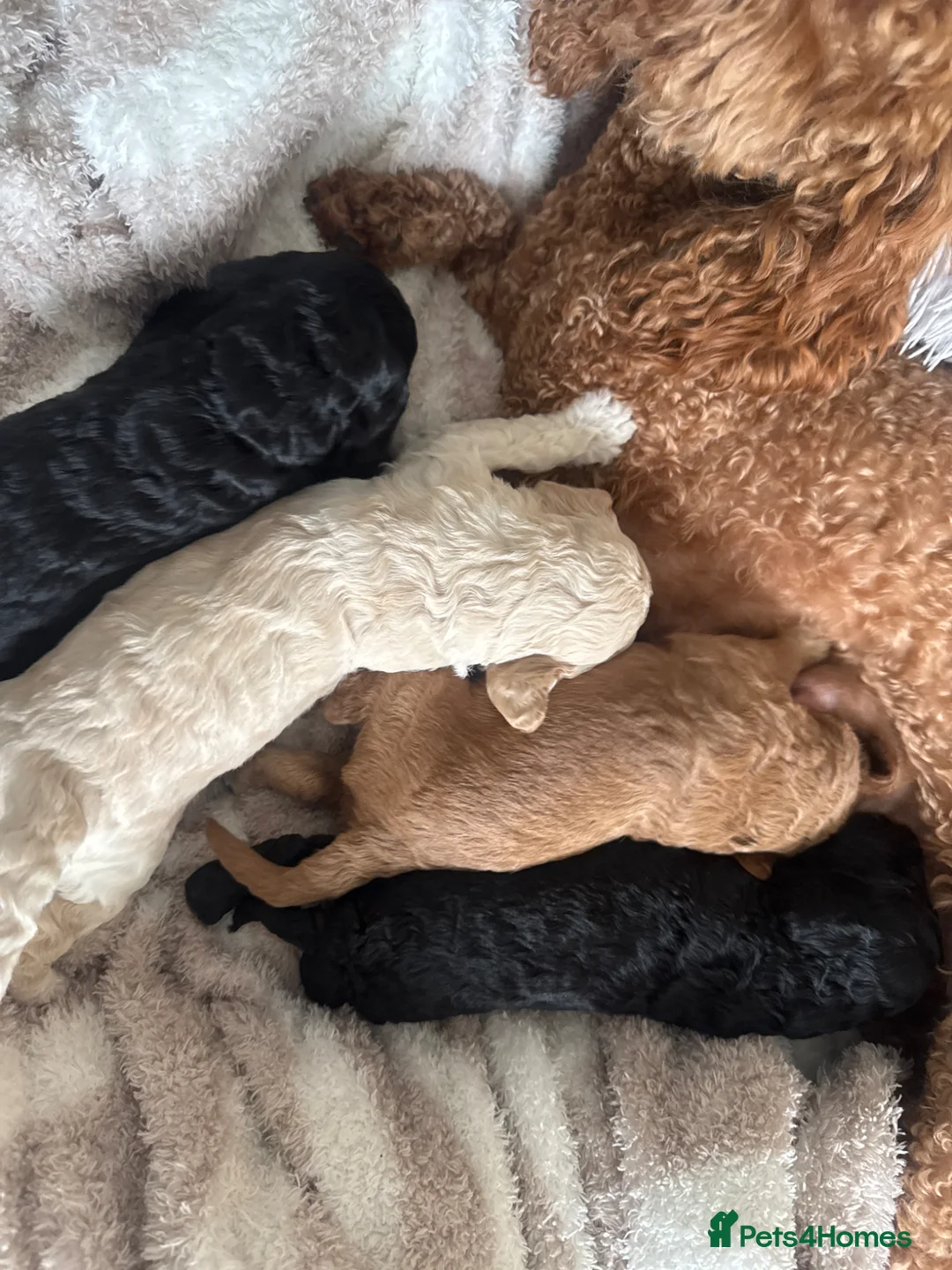 Cockapoo dogs for sale: 4 male cockapoos for sale!  - Advert 9