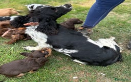 Cocker Spaniel dogs for sale: GORGEOUS WORKING COCKER PUPS - Image 28