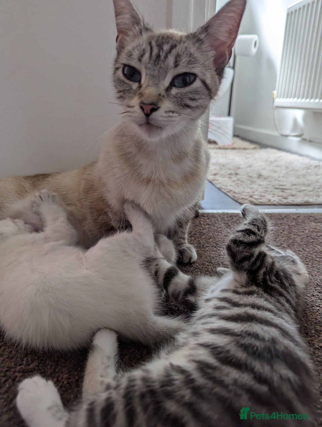 Ojos Azules cats for sale: beautiful Male Kitten - Image 15