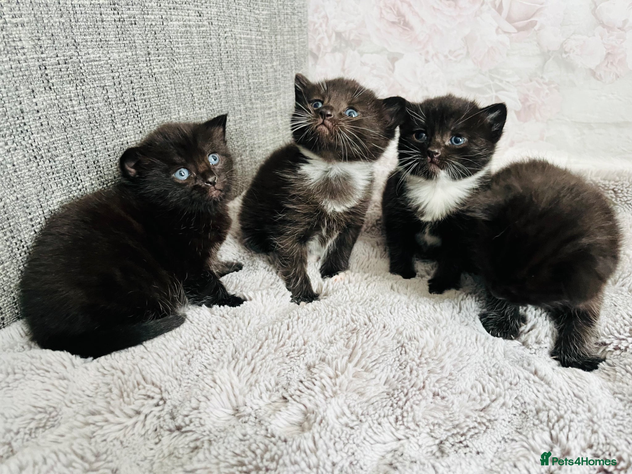 Mixed Breed cats Kittens half Russian blue  - Advert 2