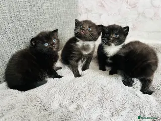 Mixed Breed cats Kittens half Russian blue - Advert 2