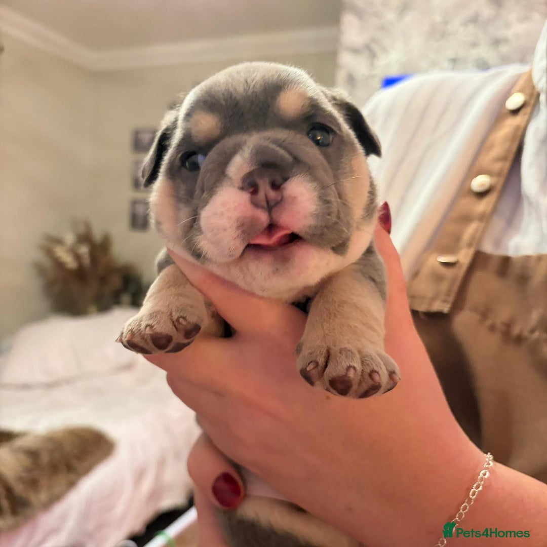 English Bulldog dogs for sale: Kc reg english bulldog puppy female  - Advert 5