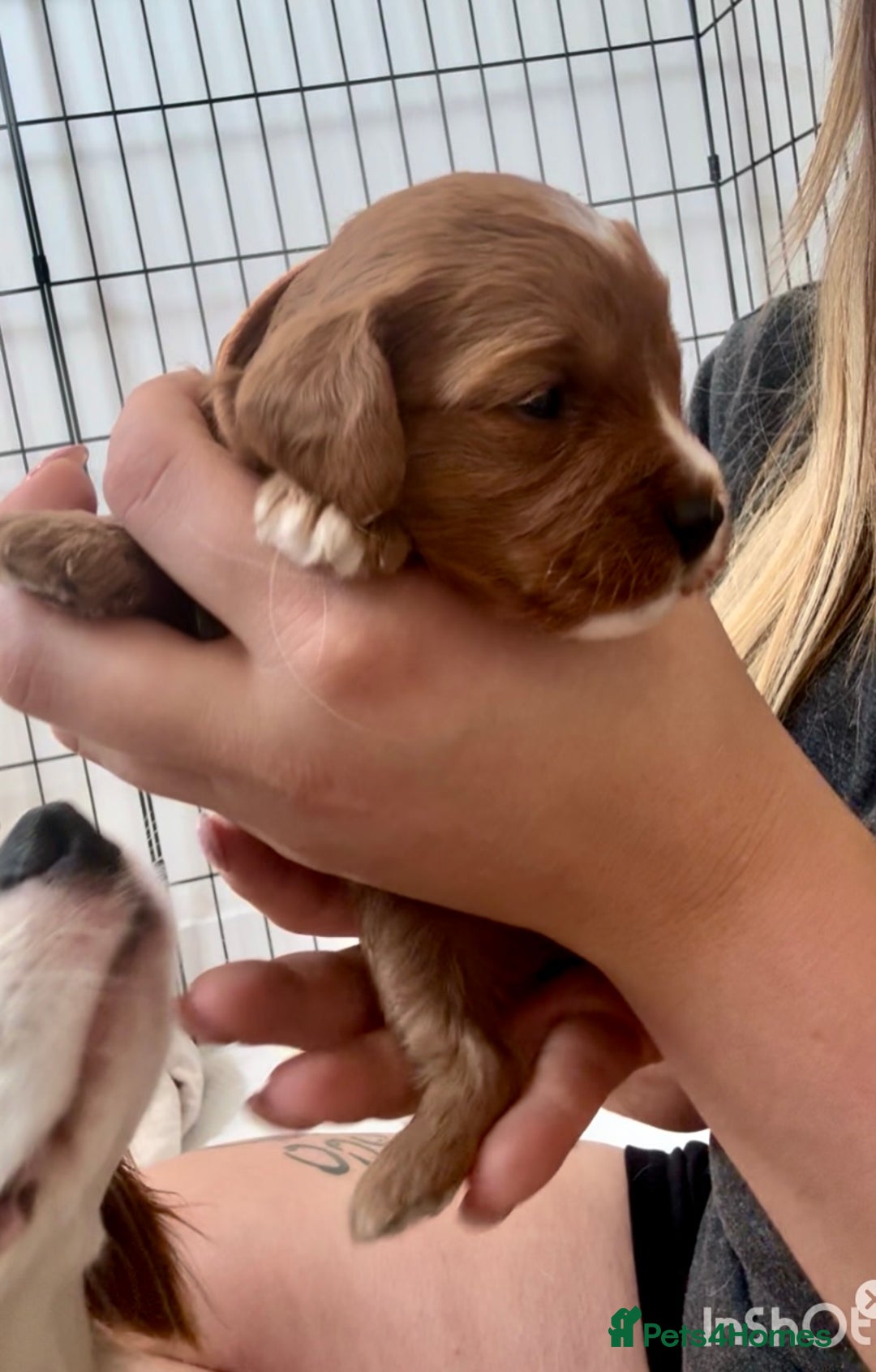 Cavapoo dogs for sale: Red Cavapoo Puppies 4 males 1 female Left - Image 5