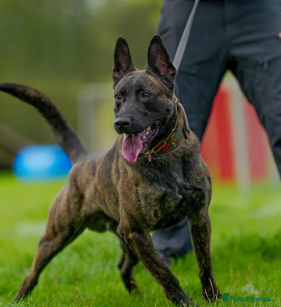 Belgian Shepherd Dog dogs for sale: Dutch Herders - Advert 9